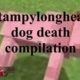 Stampylonghead dog death compilation