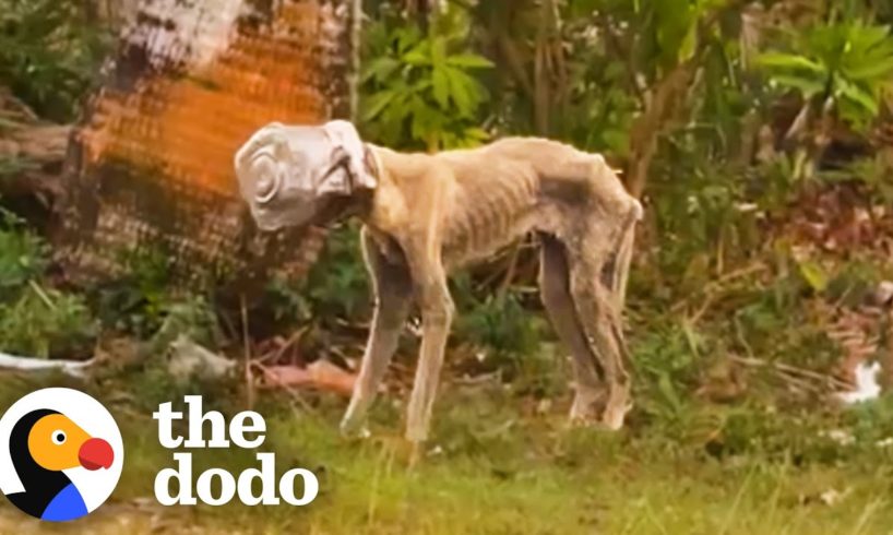 Stray Dog Had A Jar Stuck On Her Head For Weeks | The Dodo