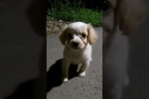 Stray Puppy Runs From Rescuer, And She Adopted Him