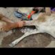 Street Animal Rescues & Treatment  #Shorts #Pets & #Animals