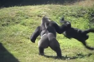 Survival of the Fittest! Two Gorillas Fight to the Death for Territory and Mates