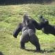 Survival of the Fittest! Two Gorillas Fight to the Death for Territory and Mates