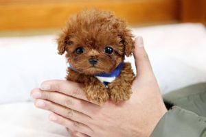 THE CUTEST AND SMALLEST DOG BREEDS
