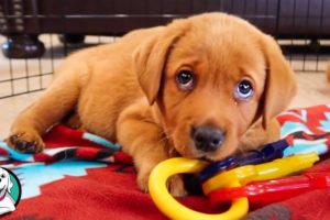 THE CUTEST LABRADOR VIDEOS OF 2020!!