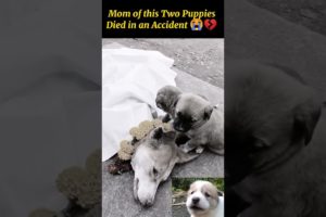 THEIR MOM PASSED AWAY! 😭😭/IT BREAKS MY HEART 💔💔/#shorts #youtubeshorts #puppies #accidents #save