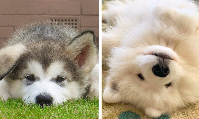 🥰The Best Adorable Puppies in The Planet Makes Your Heart Melt 🐶|Cutest Puppies