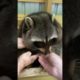 The Best Reactions To Rubbing Rescue Animal's Flub l The Dodo