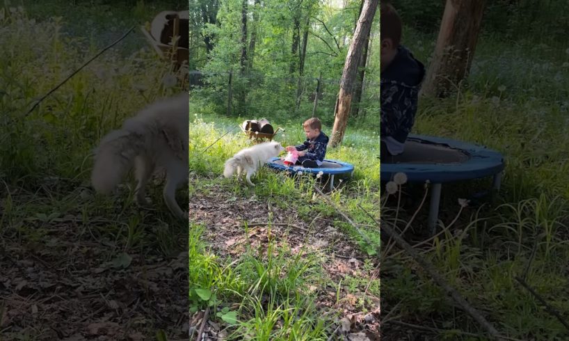 The Best Things A 4-Year-Old Said Visiting Rescue Foxes While Mic’d l The Dodo