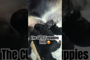 The CUTEST puppies EVER 😍 #shorts #puppy #puppies #germanshepherd