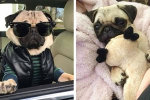 The Cutest and Funniest Pug 🐶 Look Forward To Seeing Them All 😍 | Cute Puppies