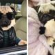 The Cutest and Funniest Pug 🐶 Look Forward To Seeing Them All 😍 | Cute Puppies