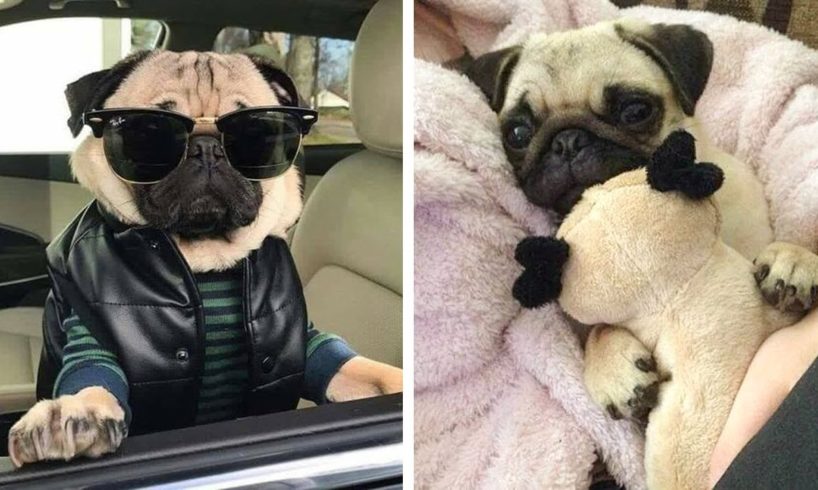 The Cutest and Funniest Pug 🐶 Look Forward To Seeing Them All 😍 | Cute Puppies