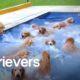 The Ultimate Funniest & Cutest Golden Retriever Compilation 2021