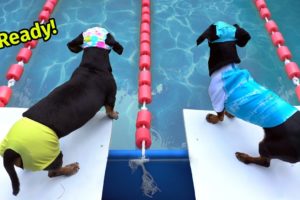 The Wienerlympics! - Cute & Funny Wiener Dog Video!