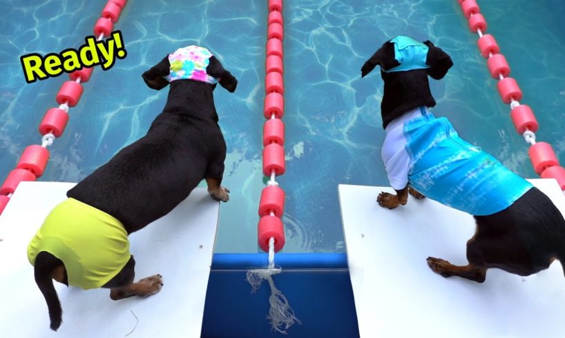 The Wienerlympics! - Cute & Funny Wiener Dog Video!