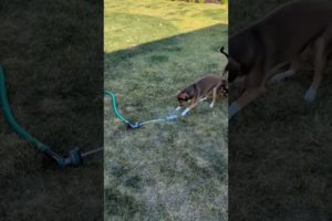 The cutest puppies are entertained by the hose