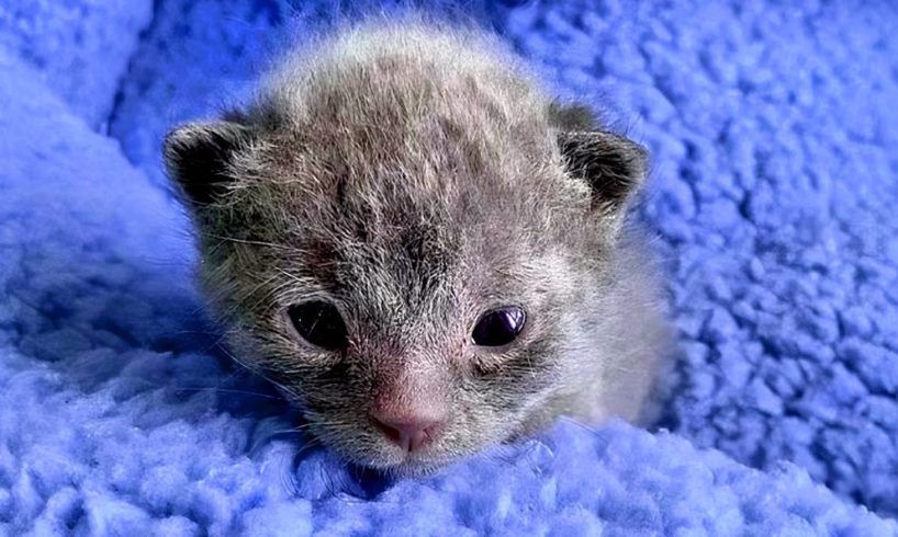 The woman came to the shelter for three kittens but changed her mind