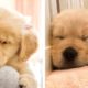 😍These Golden Retriever Puppies Will Brighten Your Day 🐶| Cute Puppies