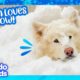 This Dog Needs Snow Or He’ll CRY! | Dodo Kids | It's Me!