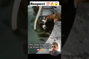 This Dog saved the Cat from drowning 😭❤️ #respect💯 #shorts