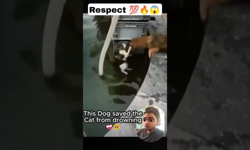 This Dog saved the Cat from drowning 😭❤️ #respect💯 #shorts