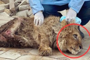 This Dying Lion Cub Was Saved, But Then Something Incredible Happened! 1