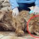 This Dying Lion Cub Was Saved, But Then Something Incredible Happened! 1