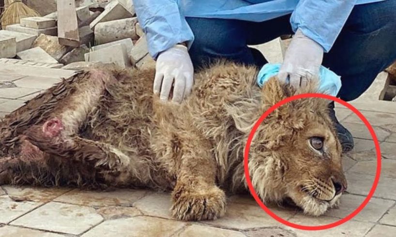 This Dying Lion Cub Was Saved, But Then Something Incredible Happened! 1