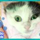 This Rude Kitty Does Not Do Baths! | It’s Me! | Dodo Kids