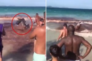 This Summer, Sharks Brutally Attack Humans