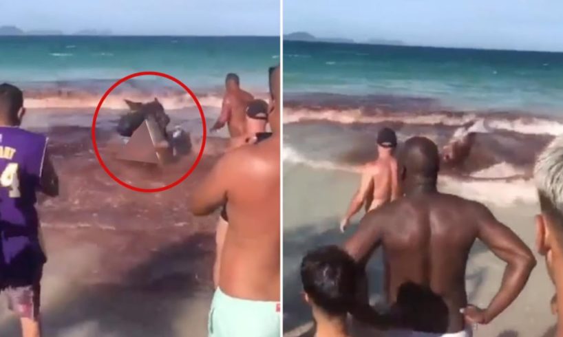 This Summer, Sharks Brutally Attack Humans