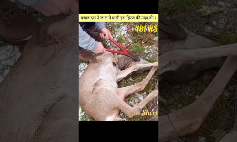 This deer was badly entangled in the net made of iron. 😥परंतु कुछ भले इंसान ने इसकी जान बचाई ।🙏🙏