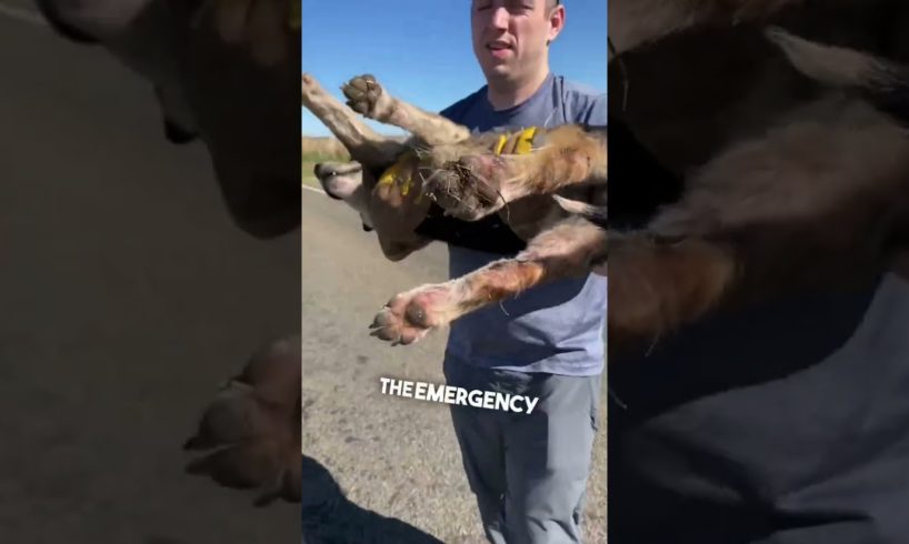 This dog saved his friend’s life ❤️👏