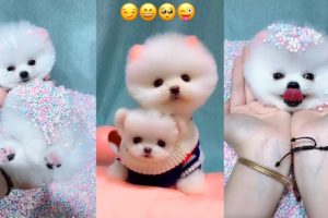 Tik Tok Chó Phốc Sóc Mini 😍 Funny and Cute Pomeranian #39