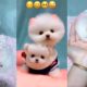 Tik Tok Chó Phốc Sóc Mini 😍 Funny and Cute Pomeranian #39