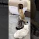 🐾Too Cute to Handle: Adorable Animals Doing Funny Things!😂 | Animals LOL Moments #funnyanimals