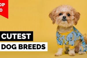 Top 10 Cutest Dog Breeds in the World