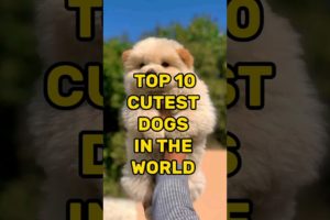 Top 10 Cutest Dogs In The World🌎2023|2023 #shorts 🐕 #top10 #ytshorts #cute #dog 😘 #viral #puppy 💕