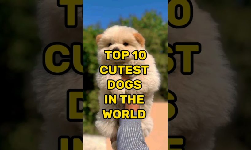 Top 10 Cutest Dogs In The World🌎2023|2023 #shorts 🐕 #top10 #ytshorts #cute #dog 😘 #viral #puppy 💕