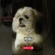 Top 10 Cutest Dogs in the World #top #viral #shortsviral