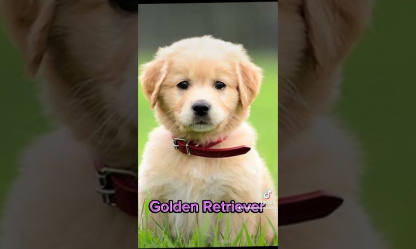 Top 10 Cutest Puppies! // #top10 #dog #tiktok #doglover #cutedogs #coolfacts #fact #cutepets #puppy