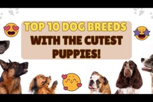 Top 10 Dog Breeds With The Cutest Puppies