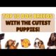 Top 10 Dog Breeds With The Cutest Puppies