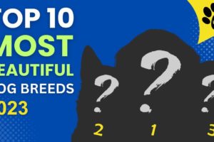 Top 10 MOST BEAUTIFUL Dog Breeds in the World 2023: Cutest Puppies
