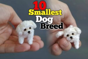 Top 10 small dog breed - easily available in India 2022 *teacup dog*
