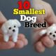 Top 10 small dog breed - easily available in India 2022 *teacup dog*
