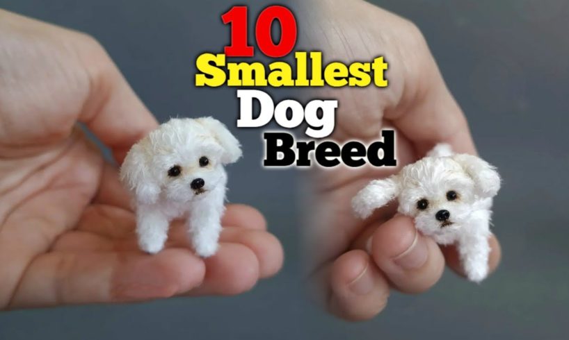 Top 10 small dog breed - easily available in India 2022 *teacup dog*