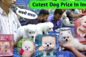 Top 5 Cutest Dog Price In India | Pomeranian dog price in India | Teacup dog | cute puppies price