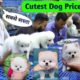 Top 5 Cutest Dog Price In India | Pomeranian dog price in India | Teacup dog | cute puppies price