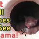 Try to Save 3 Black Newborn kittens - Rescued Abandoned Kittens | Mother Cat Left them Alone
